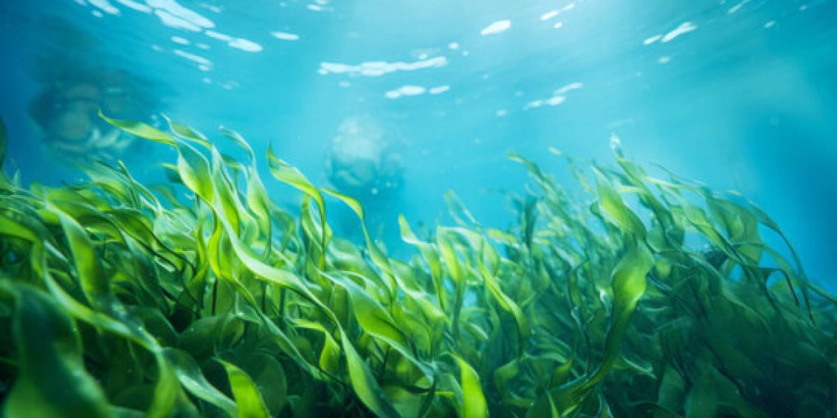 Marine Nutraceutical Market: Unlocking Ocean-Based Wellness & Future Nutrition