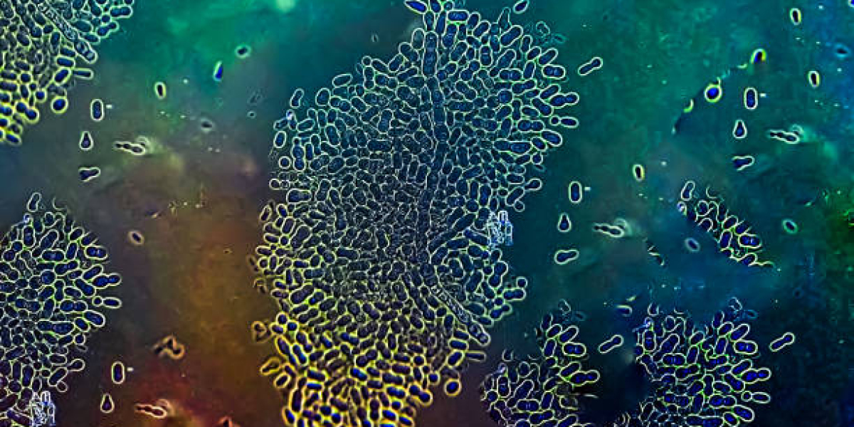 Cell Culture Market Trends: Rising Demand in Vaccine Development and Regenerative Medicine