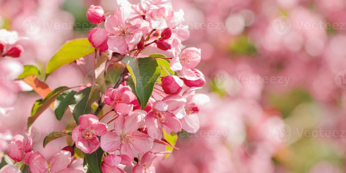The Beauty of Apple Blossom Flowers in Spring