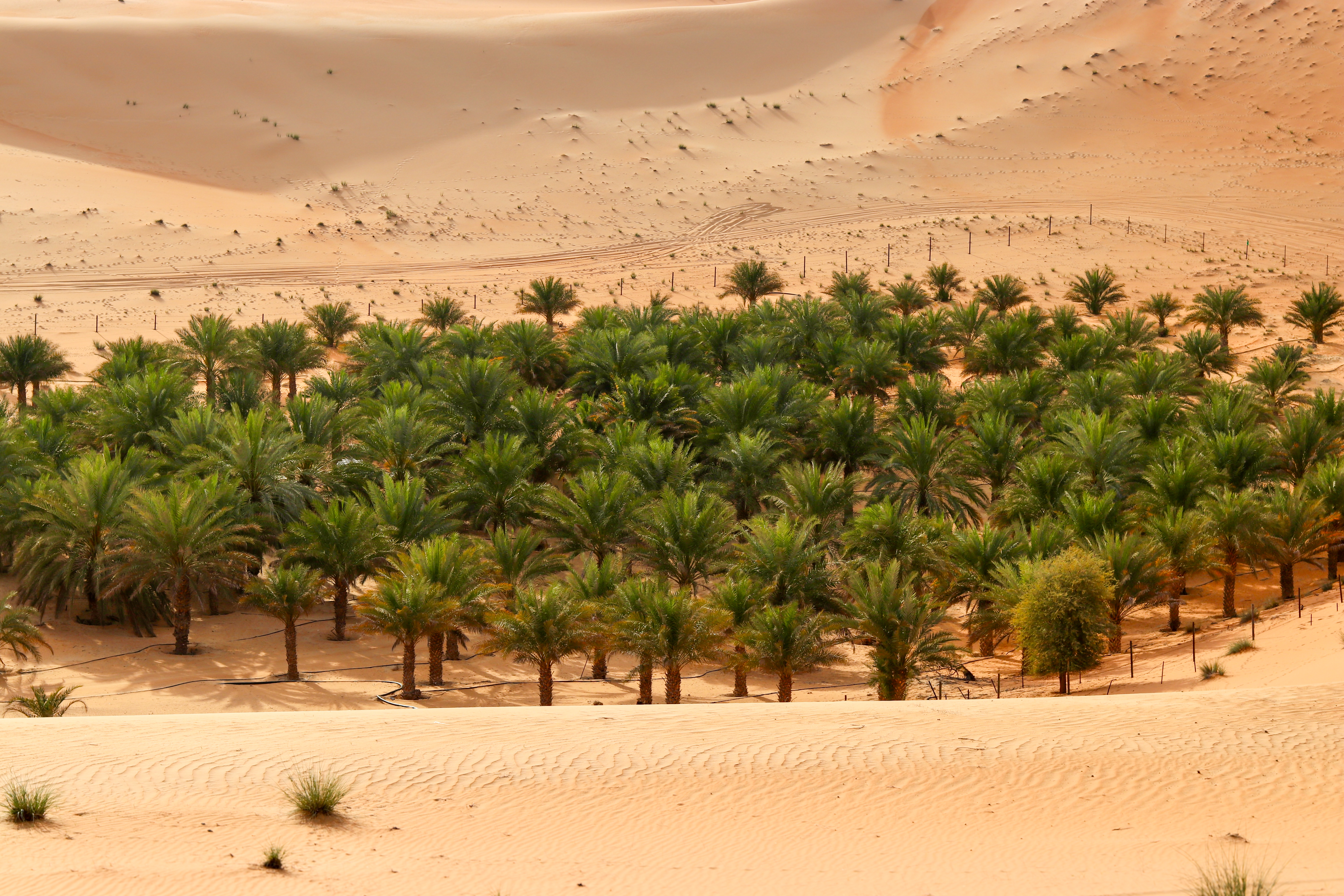 Liwa Desert Safari Profile Picture